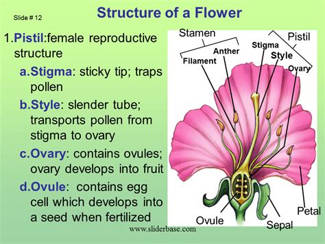 How does pollen get to the stigma of a pistil? - proquestyamaha.web.fc2.com