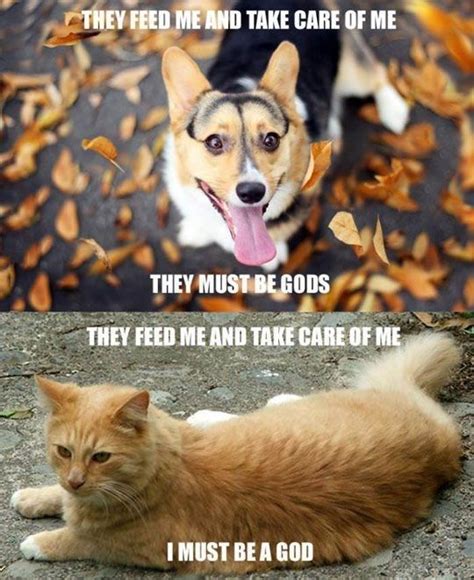 30 Funny Cat Vs. Dog Memes To Prove Who's The Boss #catmemes #dogmemes - Lovely Animals World ...