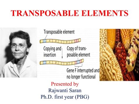 Transposable elements | PPT