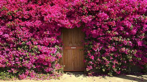 Pink color Flowers buganvilla Many, bougainvillea HD wallpaper | Pxfuel