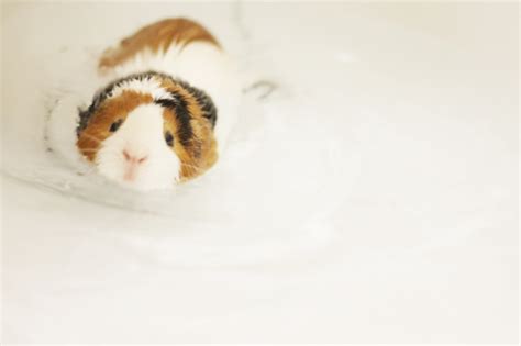 Guinea Pig Bath Time - Scottish Outlander