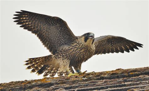 Wallpaper Piergrine Falcon, Vogel, Raubtier, Falco Pereigrinus HD: Widescreen: High Definition ...