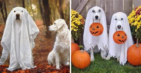 13 Adorable Dogs In Ghost Costumes | Bored Panda