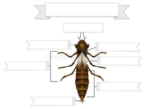 External Anatomy of a Nymph of a Dragonfly Worksheet Stock Vector - Illustration of homework ...