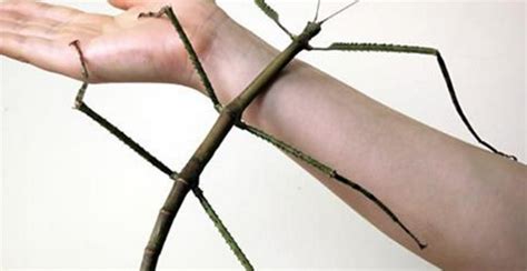 Chinese Museum Says It Has Found the World's Longest Insect. | Stick insect, Insects, Stick bug