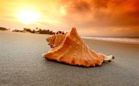 sand, Beach, Shell, Sea Wallpapers HD / Desktop and Mobile Backgrounds