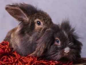 Lionhead Rabbit Care Sheet: Diet, Habitat, and More | Critters Aplenty