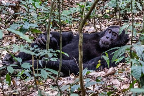 Travel guide for Kibale Forest National Park — Primate Safaris in Uganda