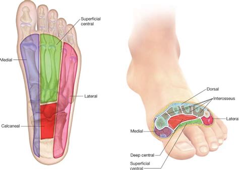 Drainage and Debridement of Foot Infections | Thoracic Key