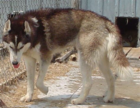 Do Wolf-Dog Hybrids Make Good Pets? | PetHelpful