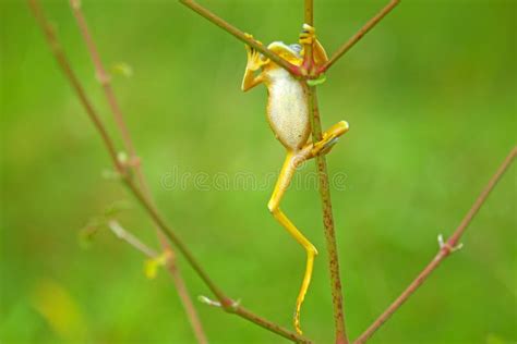 Flying Frog, Javan Tree Frog, Rhacophorus Reinwartii Stock Image - Image of habitat, exotic ...