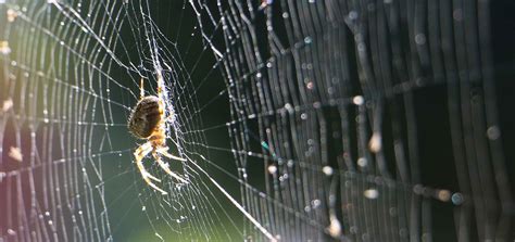 The Steel Strength of Featherweight Spider Silk - inChemistry