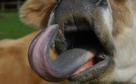 Japan's Newest Food Trend: American Cow Tongue - Modern Farmer