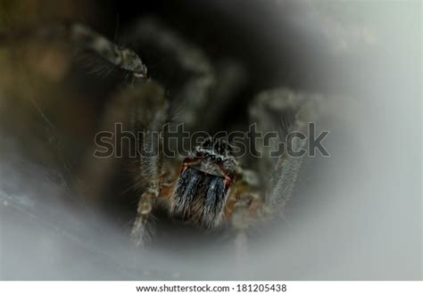 Wolf Spider On Nest Stock Photo (Edit Now) 181205438