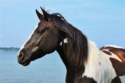 Spotted Horse Breeds: 12 Popular Speckled Breeds - Equineigh