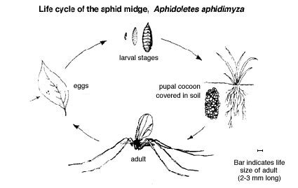 Midge Life Cycle