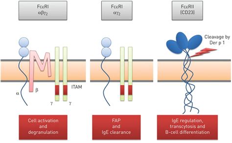 Asthma phenotypes and IgE responses | European Respiratory Society