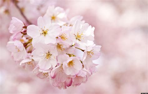 Cherry Blossoms: History Behind the Bloom | HuffPost