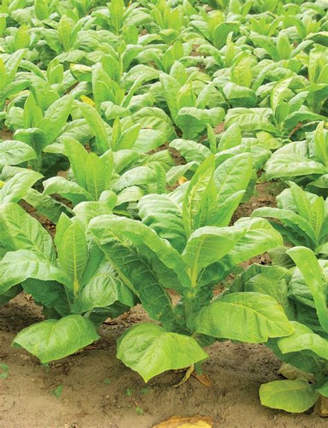 Tobacco | Cultivation, Curing & Grading | Britannica