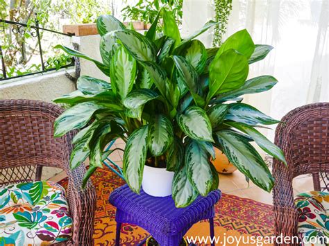 Chinese Evergreen Care and Growing Tips | Joy Us Garden