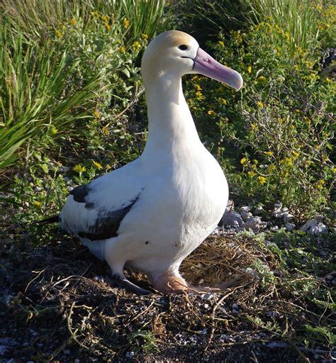 Rare Short-Tailed Albatross Expands Breeding Grounds to U.S. Islands - The New York Times