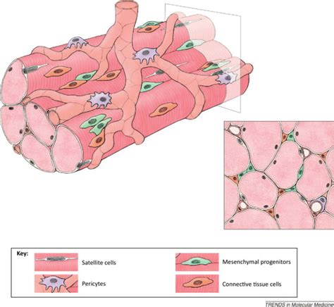 Satellite cells (white) constitute the major muscle stem cell ...