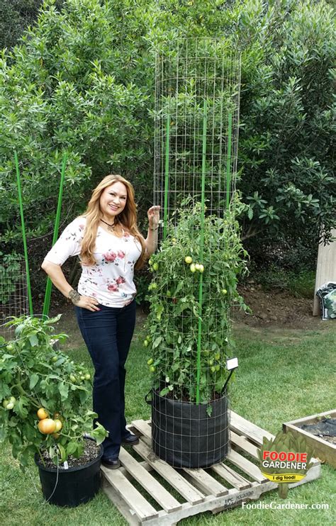 Tall Metal Tomato Support Cages | The Foodie Gardener™