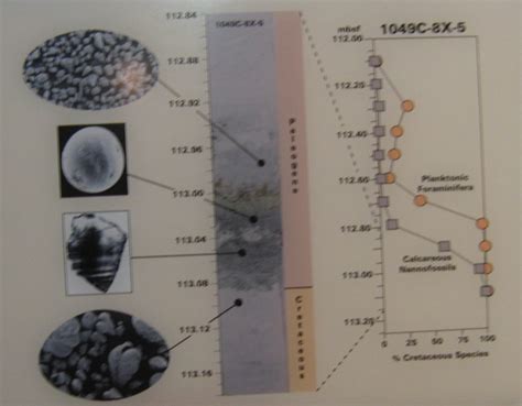 The Cretaceous-Paleogene boundary - Elwyn's evolution page