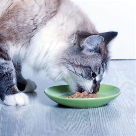 5 Weight Loss Cat Food for Overweight Indoor Cats