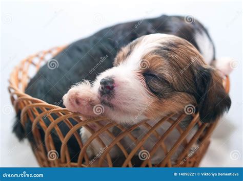 Sleeping puppies stock image. Image of young, basket - 14098221