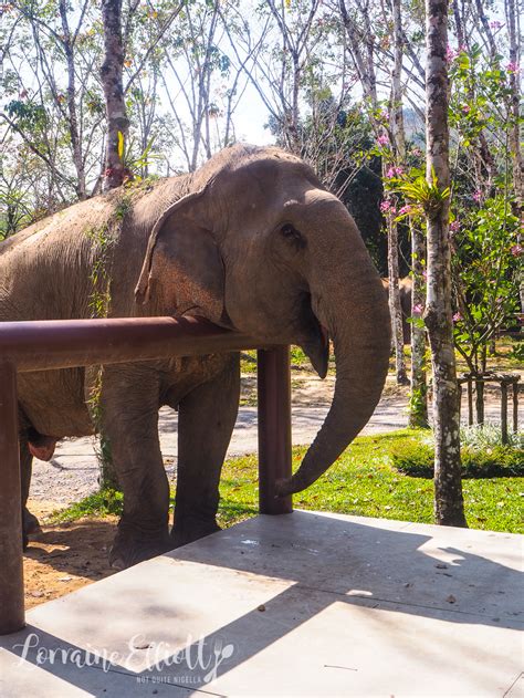 Phuket Elephant Sanctuary @ Not Quite Nigella