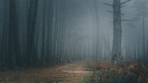 forest, trees, darkness, fog, 4k HD Wallpaper