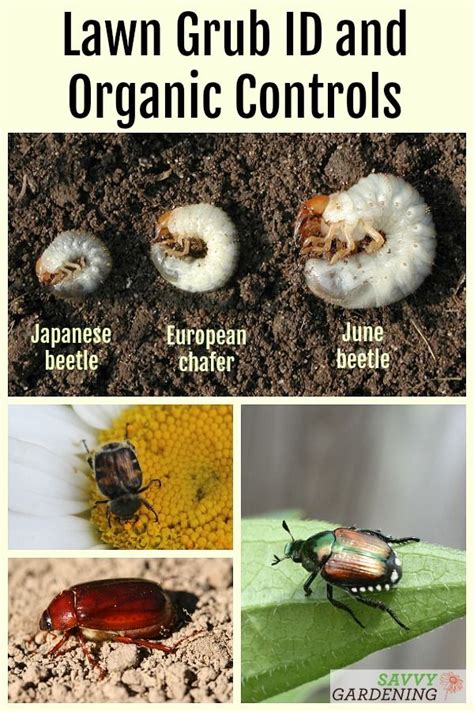 Grub Worm Control: How to Safely Get Rid of Grubs | Grub worms, Japanese beetle grubs, Grubs