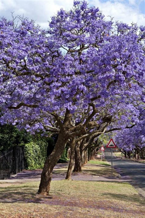 Growing Jacaranda | ThriftyFun