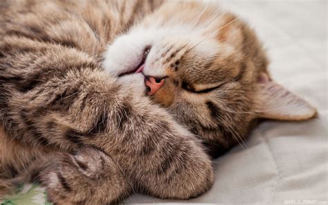 Cat Sleep Wallpaper | Cat sleeping, Funny cats in water, Cats