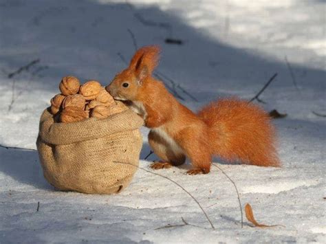 Winter | Eichhörnchen im winter, Eichhörnchen, Süße tiere