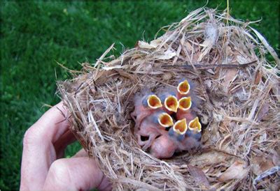 Brown-headed Nuthatch (BHNU) nest, eggs and young identification with photos