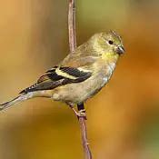 Iowa State Bird | Eastern Goldfinch