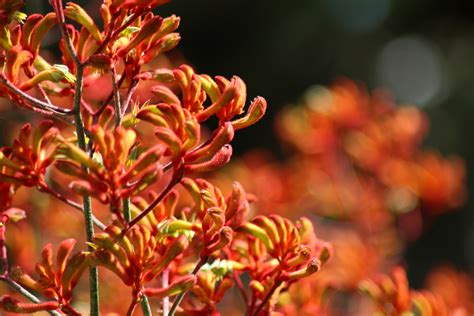 Guide to caring for kangaroo paw plants | HappySprout