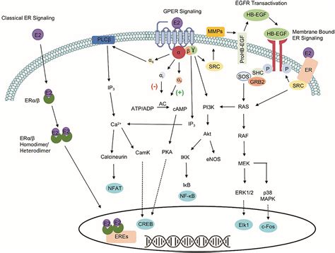 Estrogen Receptor Signaling Pathway