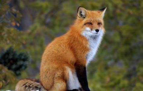 Wallpaper Fox, red, sitting images for desktop, section животные - download