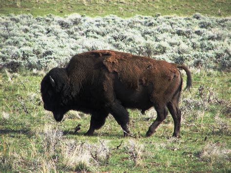 Buffalo in Buffalo Bill State Park, Wyoming | Spirit animal, State ...