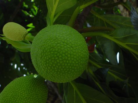 Breadfruit Tree | HubPages