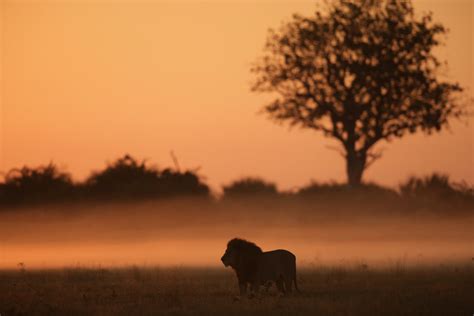 ‘The Last Lions,’ Wildlife Documentary - Review - The New York Times