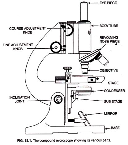 Parts Of A Microscope Drawing at PaintingValley.com | Explore collection of Parts Of A ...