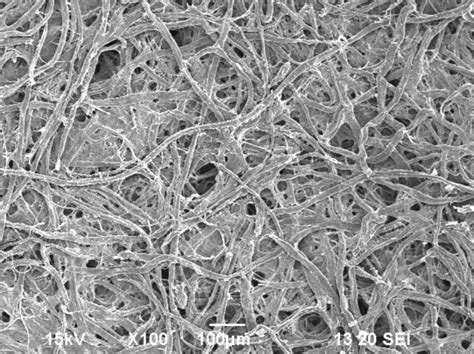 Papers | Electron Microscopy Core | NDSU