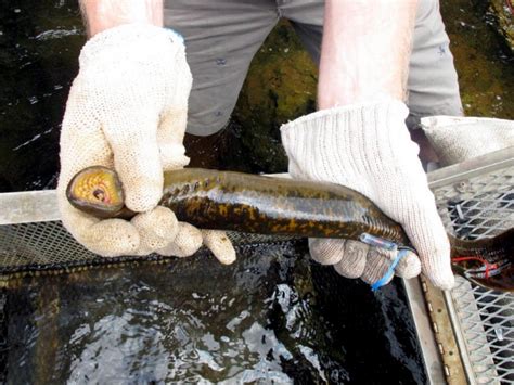 Lamprey Eel – "OCEAN TREASURES" Memorial Library