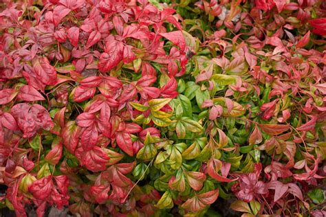 How To Grow Nandina Domestica ‘Heavenly Bamboo’