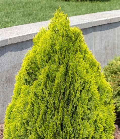 14 Low Growing Evergreen Shrubs for Borders