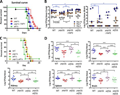 Yap1 plays a minor role in C. neoformans virulence. (A) Ten mice (A/J... | Download Scientific ...